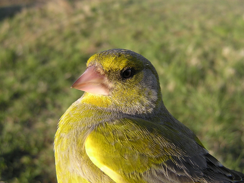 European Greenfinch, Sundre 20070503